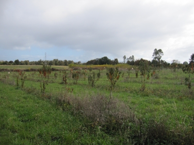 Venta-de-Parcela-en-Valdivia-CHIGUAO